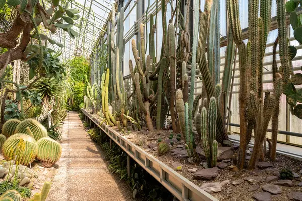 Saint Gallen, İsviçre, 19 Nisan 2025 Botanik Bahçesinde sergilenen egzotik bitkiler