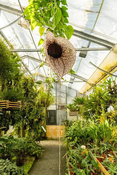 Saint Gallen, İsviçre, 19 Nisan 2025 Aristolochia Grandiflora veya botanik bahçesindeki pelikan çiçeği