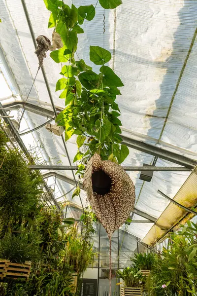 Saint Gallen, İsviçre, 19 Nisan 2025 Aristolochia Grandiflora veya botanik bahçesindeki pelikan çiçeği