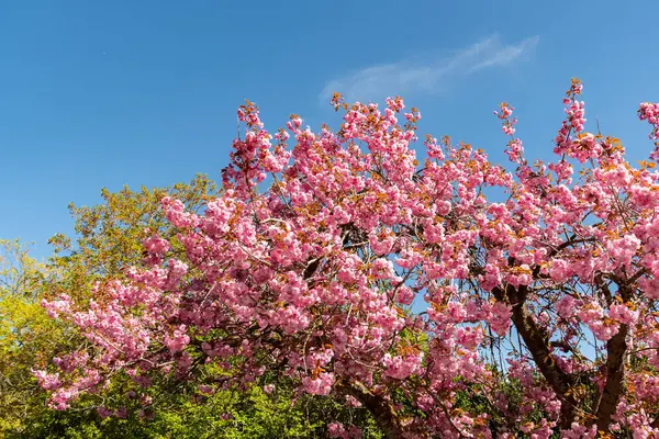 Saint Gallen, İsviçre, 19 Nisan 2025 Prunus Serrulata Kanzan veya botanik bahçesindeki Japon kiraz bitkisi