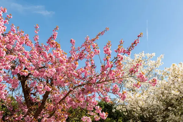 Saint Gallen, İsviçre, 19 Nisan 2025 Prunus Serrulata Kanzan veya botanik bahçesindeki Japon kiraz bitkisi