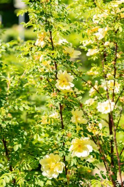 Zürih, İsviçre, 1 Mayıs 2025 Rosa Kokanica bitkisi botanik bahçesinde