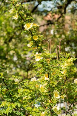 Zürih, İsviçre, 1 Mayıs 2025 Rosa Kokanica bitkisi botanik bahçesinde