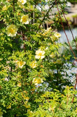 Zürih, İsviçre, 1 Mayıs 2025 Rosa Kokanica bitkisi botanik bahçesinde