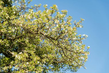 Zürih, İsviçre, 1 Mayıs 2025 Malus Hupehensis veya botanik bahçesindeki Çin bok fabrikası