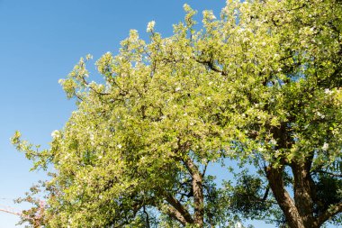 Zürih, İsviçre, 1 Mayıs 2025 Malus Hupehensis veya botanik bahçesindeki Çin bok fabrikası