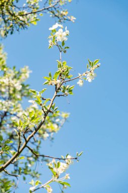 Zürih, İsviçre, 1 Mayıs 2025 Malus Hupehensis veya botanik bahçesindeki Çin bok fabrikası