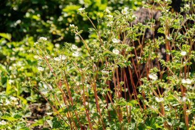 Zürih, İsviçre, 1 Mayıs 2025 Drymocallis Rupestris veya botanik bahçesindeki kaya singuefoil fabrikası