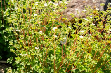 Zürih, İsviçre, 1 Mayıs 2025 Drymocallis Rupestris veya botanik bahçesindeki kaya singuefoil fabrikası