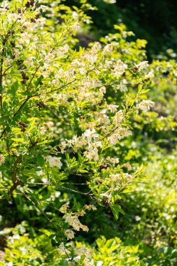 Zürih, İsviçre, 1 Mayıs 2025 Botanik Bahçesindeki Exochorda Korolkowii fabrikası
