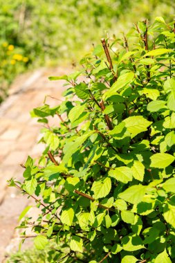 Zürih, İsviçre, 1 Mayıs 2025 Prunus Triloba veya botanik bahçesindeki çiçek açan erik bitkisi