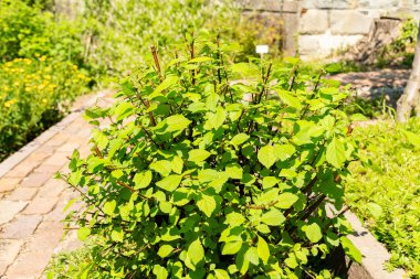 Zürih, İsviçre, 1 Mayıs 2025 Prunus Triloba veya botanik bahçesindeki çiçek açan erik bitkisi