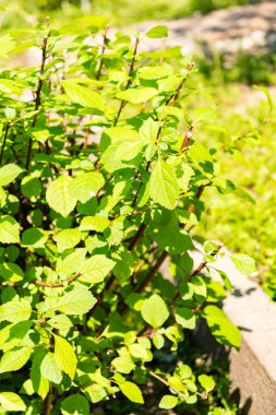 Zürih, İsviçre, 1 Mayıs 2025 Prunus Triloba veya botanik bahçesindeki çiçek açan erik bitkisi