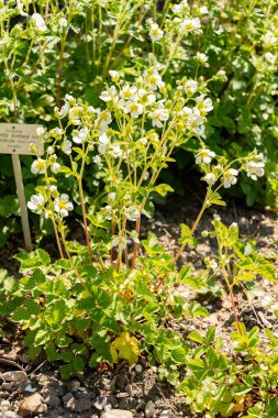 Zürih, İsviçre, 1 Mayıs 2025 Potentilla Dombeyi var Andicola bitkisi botanik bahçesinde