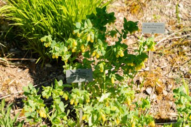 Zürih, İsviçre, 1 Mayıs 2025 Melica Altissima veya botanik bahçesindeki Sibirya melic otu