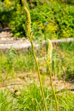 Zürih, İsviçre, 1 Mayıs 2025 Eremurus Himalaicus veya Himalayalı tilki kuyruklu zambak bitkisi botanik bahçesinde