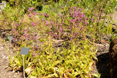 Zürih, İsviçre, 1 Mayıs 2025 Calceolaria Purpurea bitkisi botanik bahçesinde.