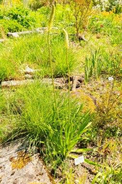 Zürih, İsviçre, 1 Mayıs 2025 Eremurus Himalaicus veya Himalayalı tilki kuyruklu zambak bitkisi botanik bahçesinde
