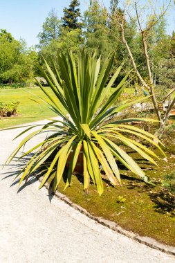 Zürih, İsviçre, 1 Mayıs 2025 Doryanthes Palmeri veya botanik bahçesindeki dev zambak bitkisi