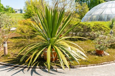 Zürih, İsviçre, 1 Mayıs 2025 Doryanthes Palmeri veya botanik bahçesindeki dev zambak bitkisi