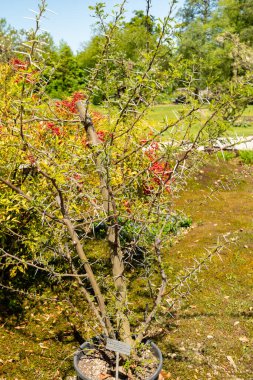 Zürih, İsviçre, 1 Mayıs 2025 Vachellia Karroo veya botanik bahçesindeki akasya karroo bitkisi