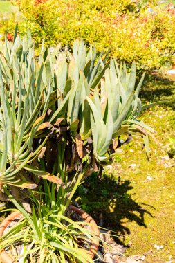 Zürih, İsviçre, 1 Mayıs 2025 Aloe Plicatilis veya botanik bahçesindeki fan aloe bitkisi