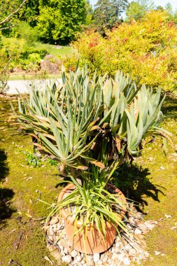 Zürih, İsviçre, 1 Mayıs 2025 Aloe Plicatilis veya botanik bahçesindeki fan aloe bitkisi