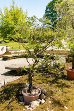 Zürih, İsviçre, 1 Mayıs 2025 Calothamnus Quadrifidus veya botanik bahçesindeki tek taraflı şişe fırçası fabrikası