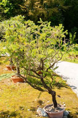 Zürih, İsviçre, 1 Mayıs 2025 Calothamnus Quadrifidus veya botanik bahçesindeki tek taraflı şişe fırçası fabrikası