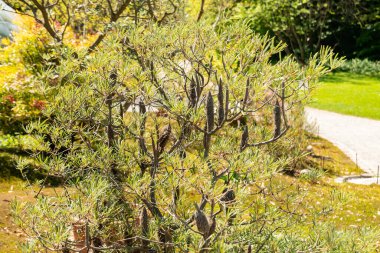 Zürih, İsviçre, 1 Mayıs 2025 Banksia Collina bitkisi botanik bahçesinde