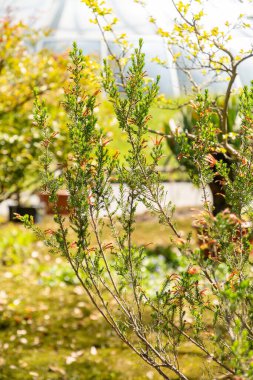 Zürih, İsviçre, 1 Mayıs 2025 Erica Versicolor Bitkisi Botanik Bahçesi