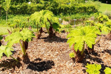Zürih, İsviçre, 1 Mayıs 2025 Gunnera Tinctoria veya botanik bahçesindeki dev ravent fabrikası