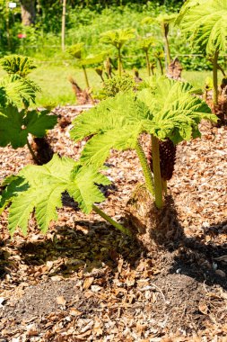 Zürih, İsviçre, 1 Mayıs 2025 Gunnera Tinctoria veya botanik bahçesindeki dev ravent fabrikası