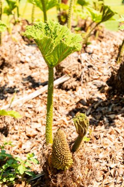 Zürih, İsviçre, 1 Mayıs 2025 Gunnera Tinctoria veya botanik bahçesindeki dev ravent fabrikası