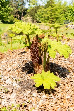 Zürih, İsviçre, 1 Mayıs 2025 Gunnera Tinctoria veya botanik bahçesindeki dev ravent fabrikası