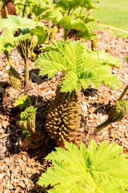 Zürih, İsviçre, 1 Mayıs 2025 Gunnera Tinctoria veya botanik bahçesindeki dev ravent fabrikası