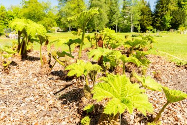 Zürih, İsviçre, 1 Mayıs 2025 Gunnera Tinctoria veya botanik bahçesindeki dev ravent fabrikası