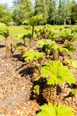 Zürih, İsviçre, 1 Mayıs 2025 Gunnera Tinctoria veya botanik bahçesindeki dev ravent fabrikası