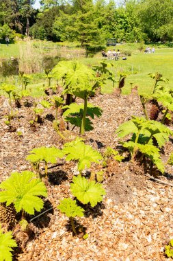 Zürih, İsviçre, 1 Mayıs 2025 Gunnera Tinctoria veya botanik bahçesindeki dev ravent fabrikası