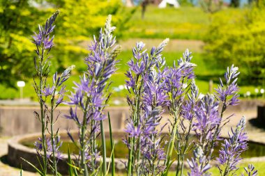 Zürih, İsviçre, 1 Mayıs 2025 Camassia Leichtlinii ya da botanik bahçesindeki harika pijamalar.