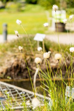 Zürih, İsviçre, 1 Mayıs 2025 Eriophorum Vaginatum veya botanik bahçesindeki tussock pamuk çimi fabrikası