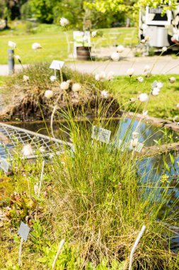 Zürih, İsviçre, 1 Mayıs 2025 Eriophorum Vaginatum veya botanik bahçesindeki tussock pamuk çimi fabrikası