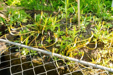 Zürih, İsviçre, 1 Mayıs 2025 Oronsiyum Aquaticum veya botanik bahçesinde yüzen arum bitkisi