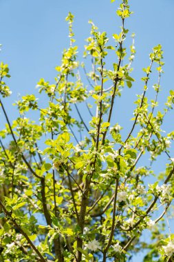 Zürih, İsviçre, 1 Mayıs 2025 Malus Domestica bitkisi botanik bahçesinde.