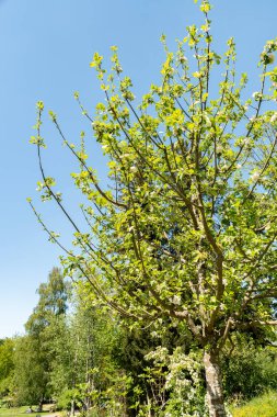 Zürih, İsviçre, 1 Mayıs 2025 Malus Domestica bitkisi botanik bahçesinde.
