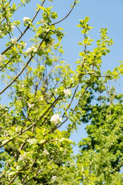 Zürih, İsviçre, 1 Mayıs 2025 Malus Domestica bitkisi botanik bahçesinde.