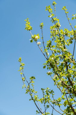 Zürih, İsviçre, 1 Mayıs 2025 Malus Domestica bitkisi botanik bahçesinde.