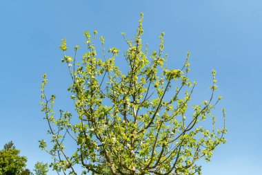 Zürih, İsviçre, 1 Mayıs 2025 Malus Domestica bitkisi botanik bahçesinde.