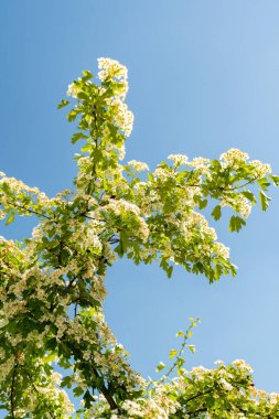 Zürih, İsviçre, 1 Mayıs 2025 Crataegus Monogyna ya da botanik bahçesindeki atmacalı bitki