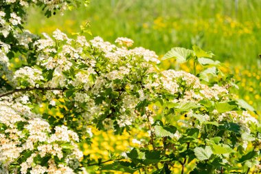 Zürih, İsviçre, 1 Mayıs 2025 Crataegus Monogyna ya da botanik bahçesindeki atmacalı bitki